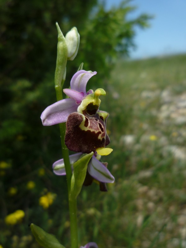 Ophrys (h.) dinarica variazioni